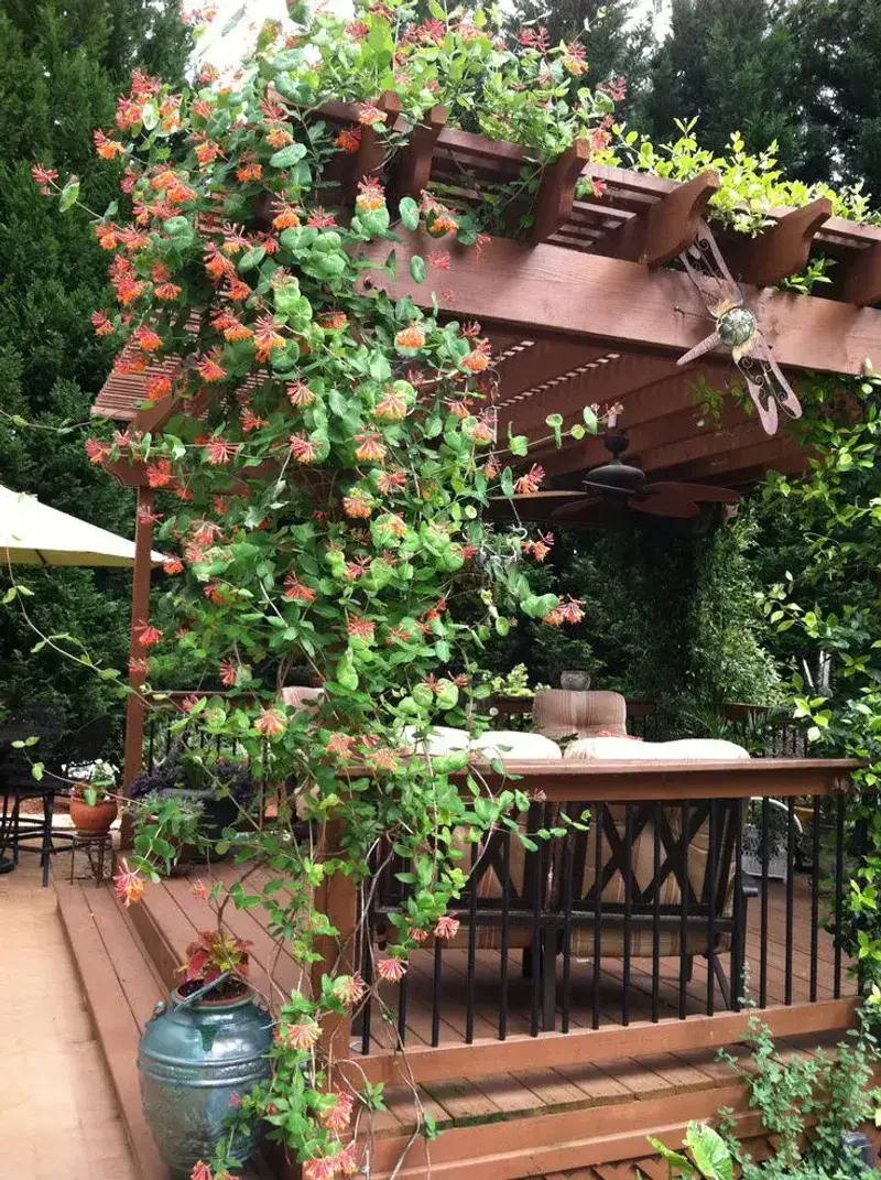 Honeysuckle (Lonicera periclymenum ‘Serotina’)