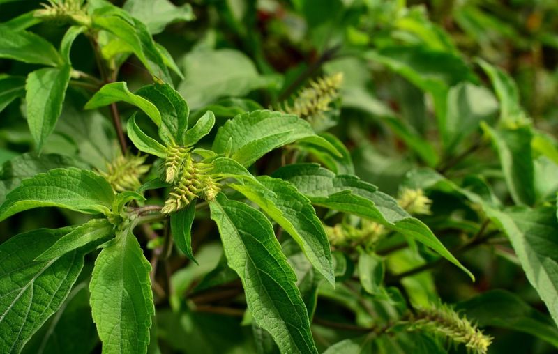 Clove Basil