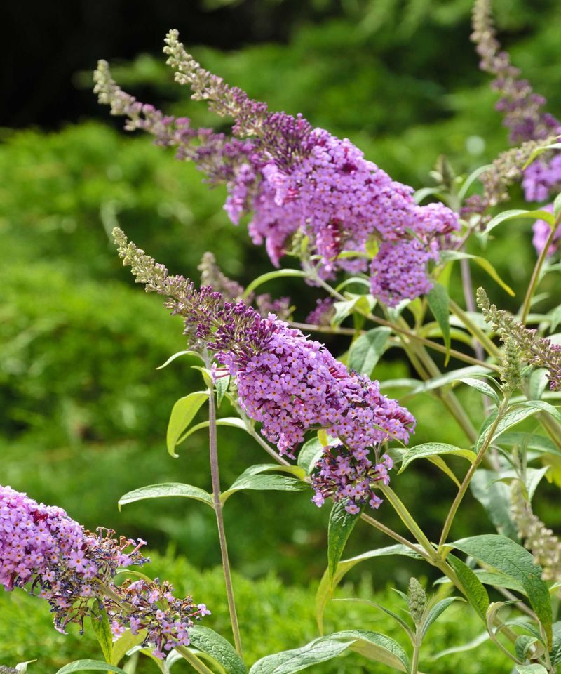 Clove Butterfly Bush
