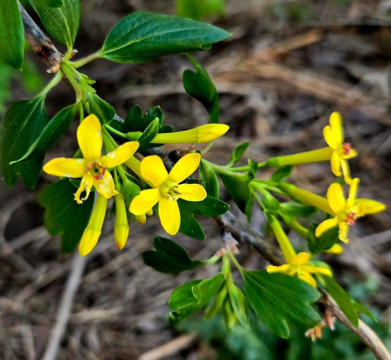 Clove Currant