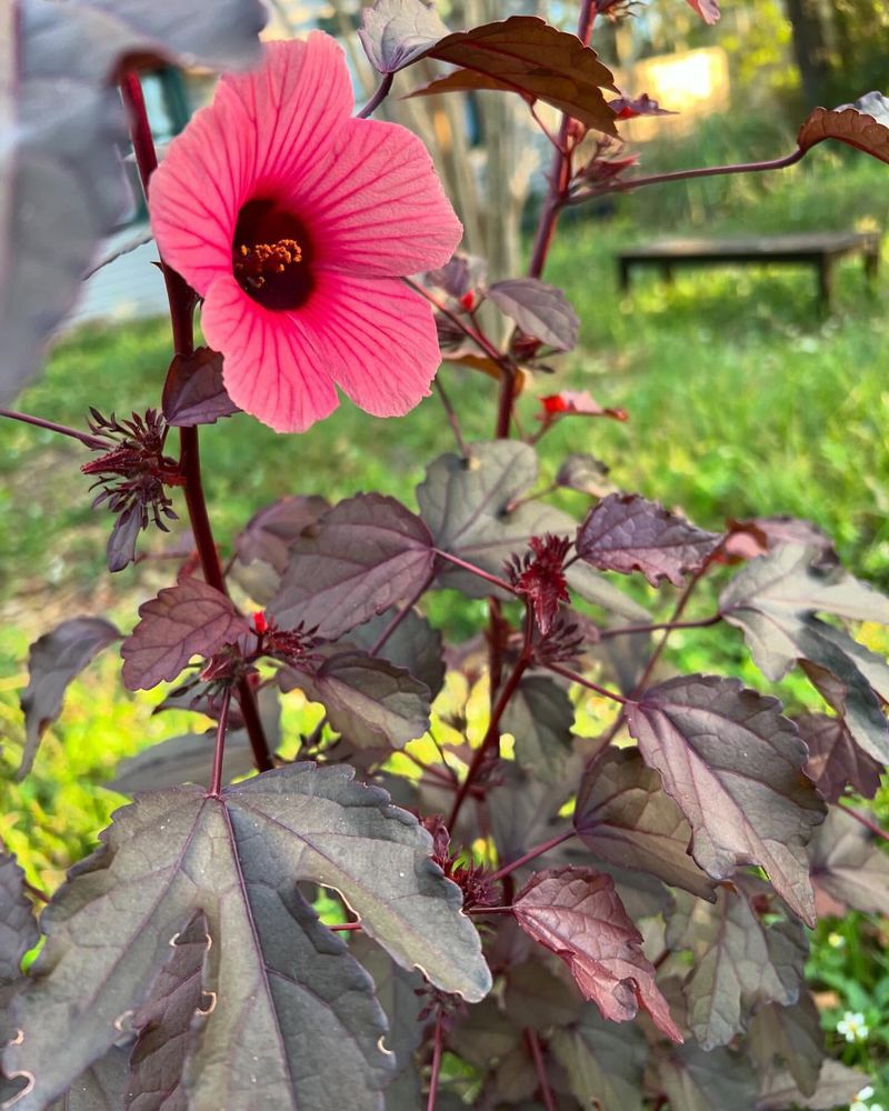 Clove Hibiscus