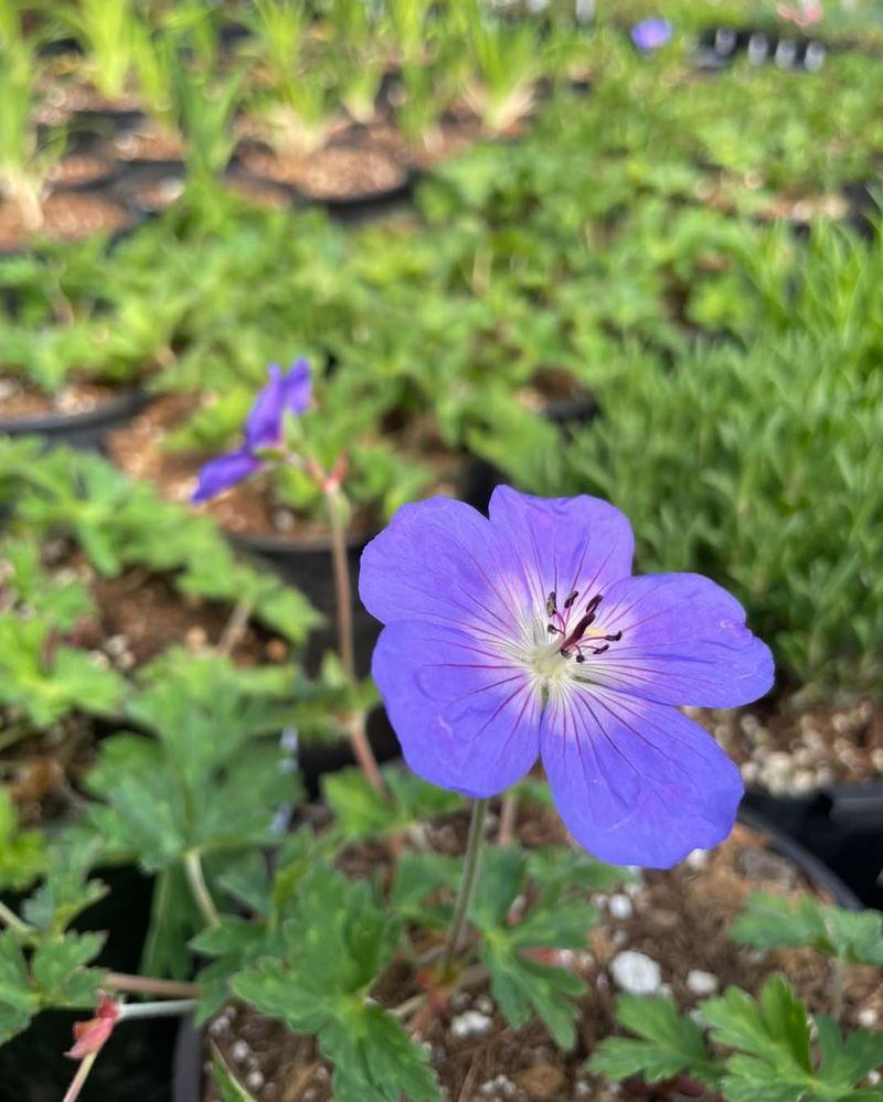 Clove Scented Geranium