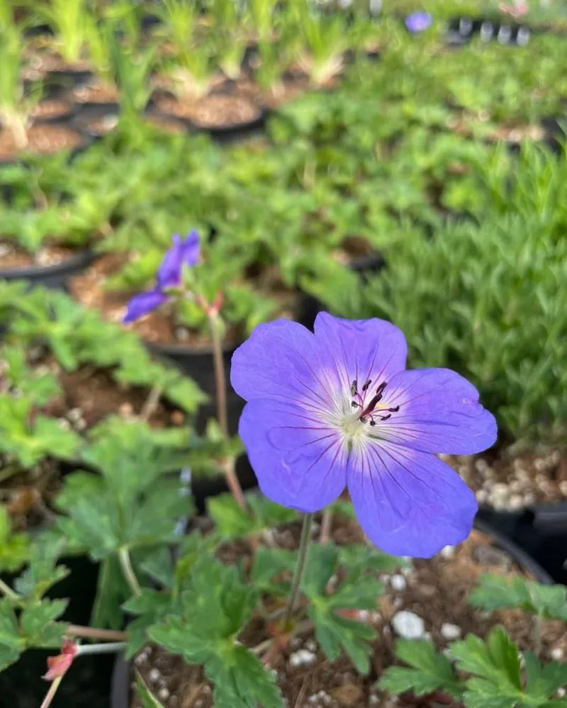 Clove Scented Geranium