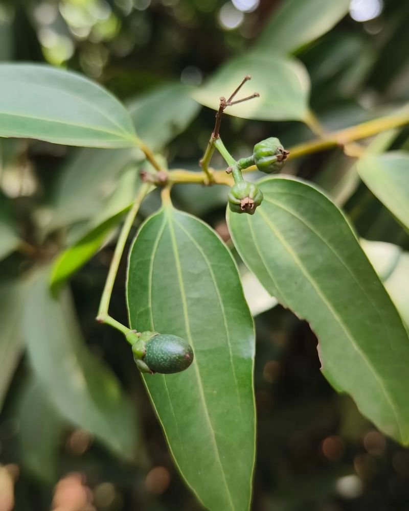 Clove Tree