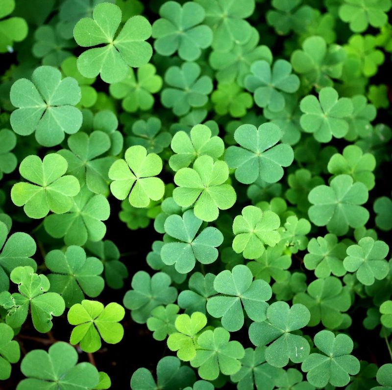 Clover