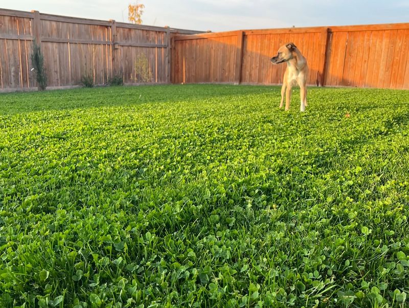 Clover