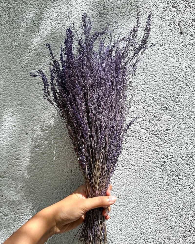 Coastal Lavender