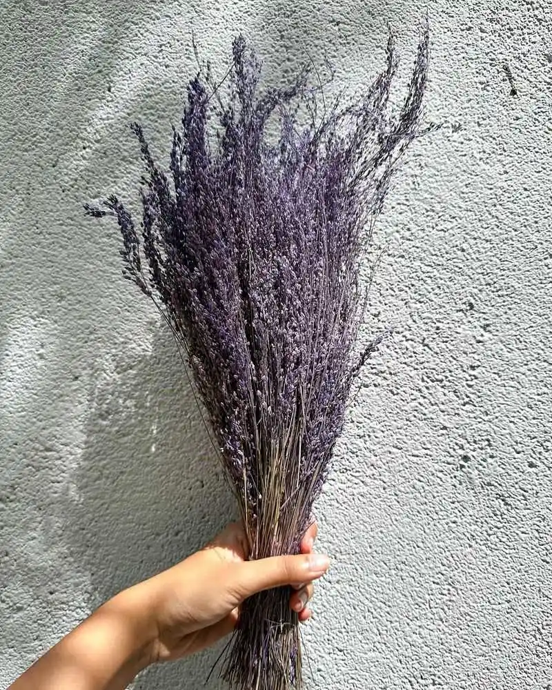 Coastal Lavender
