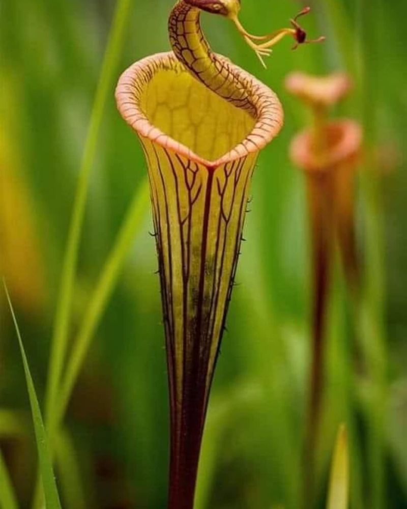 Cobra Lily