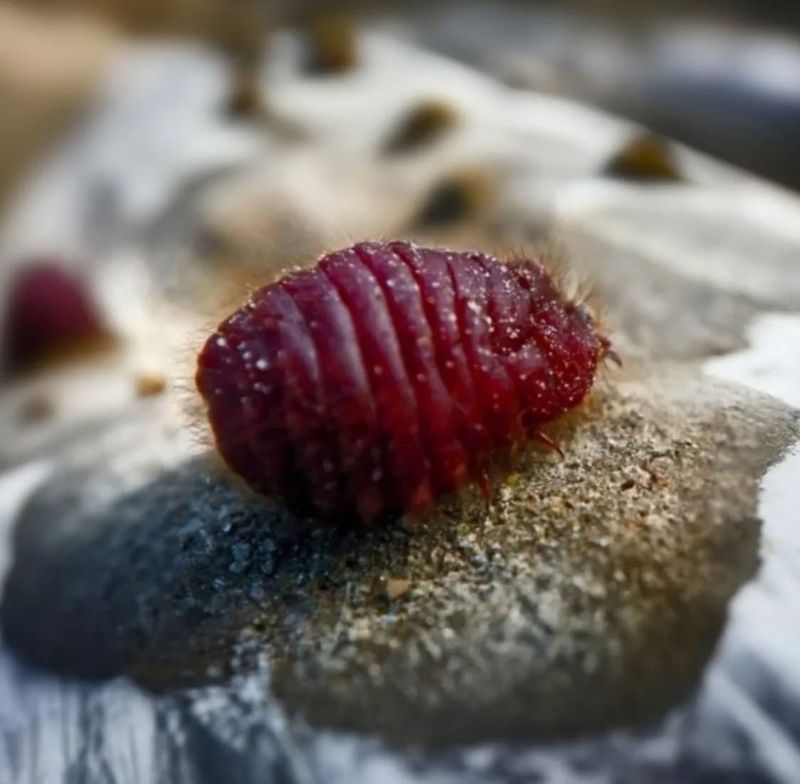Cochineal