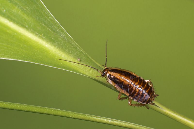 Cockroaches