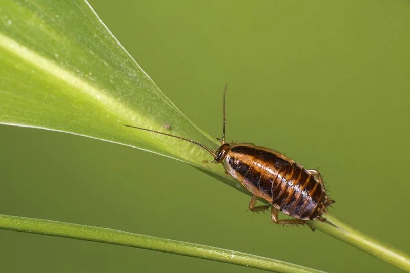 Cockroaches