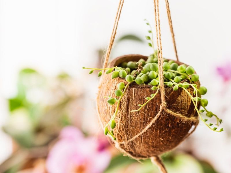 Coconut Shell Planters