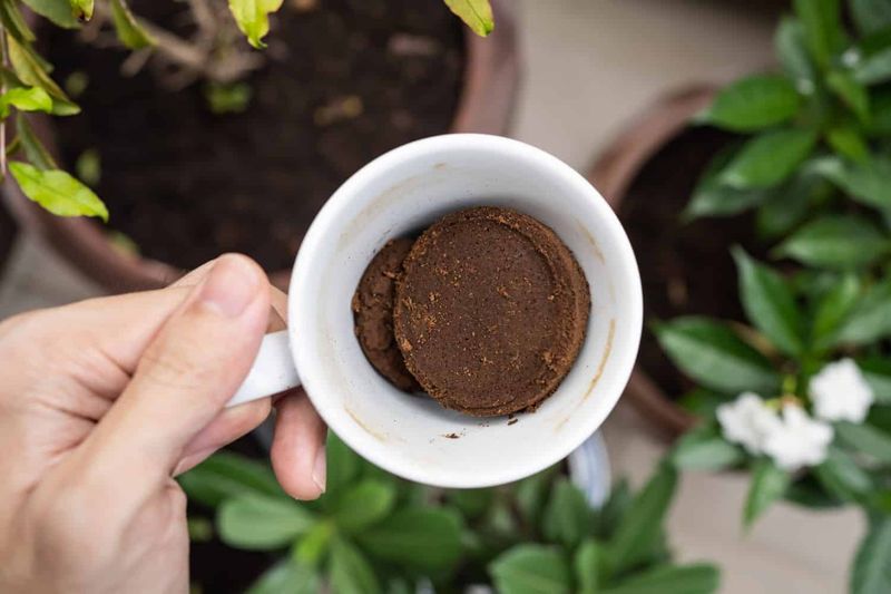 Coffee Grounds for Acid-Loving Plants