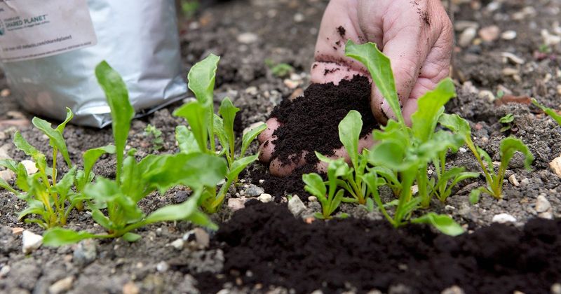 Coffee Grounds for Acid-Loving Plants