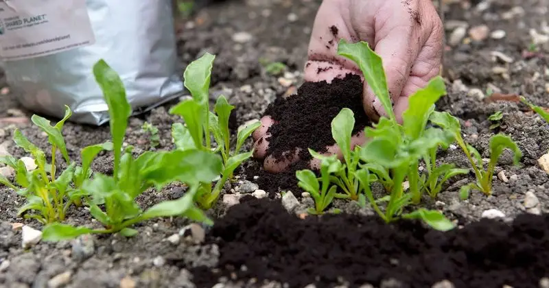 Coffee Grounds for Acid-Loving Plants