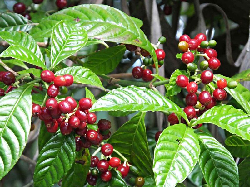 Coffee Plant (Struggles)