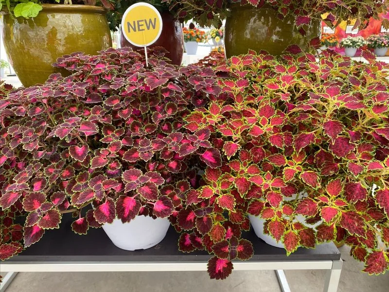 Coleus