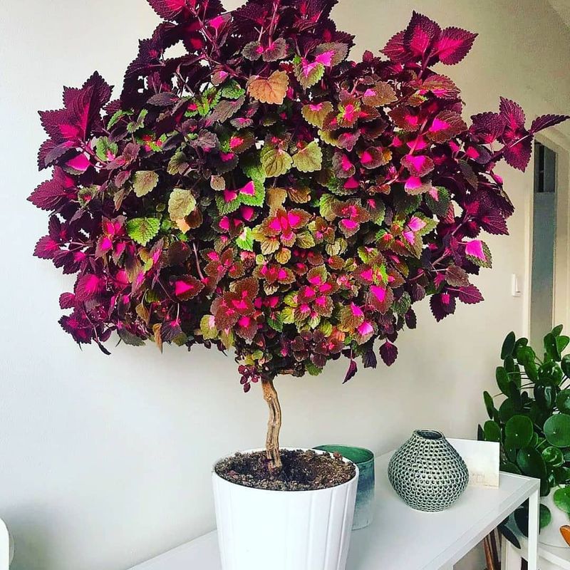 Coleus