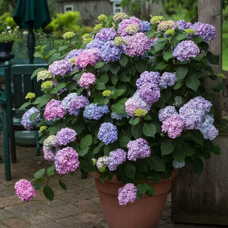 Hydrangea