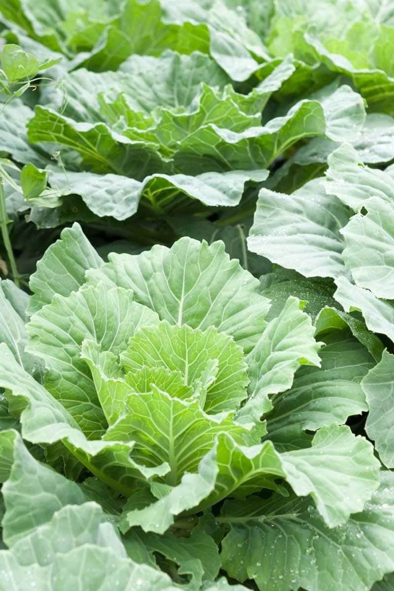Collard Greens
