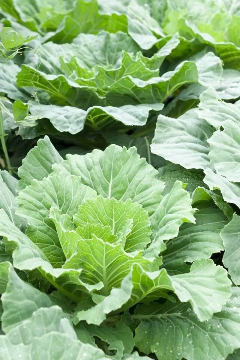 Collard Greens