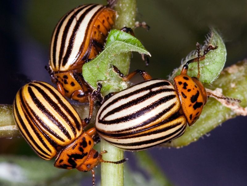 Colorado Potato Beetle