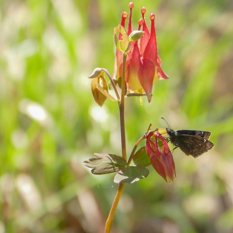 Columbine