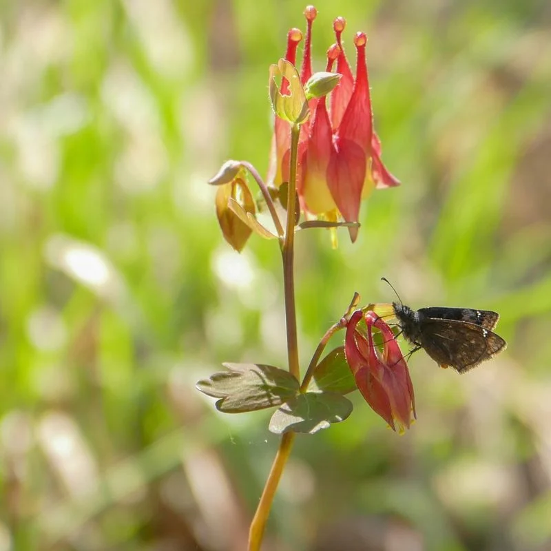 Columbine