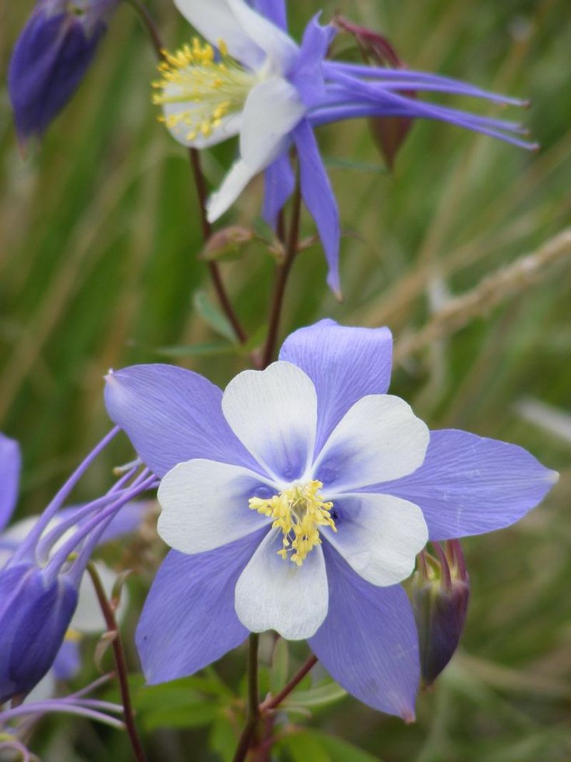 Columbine