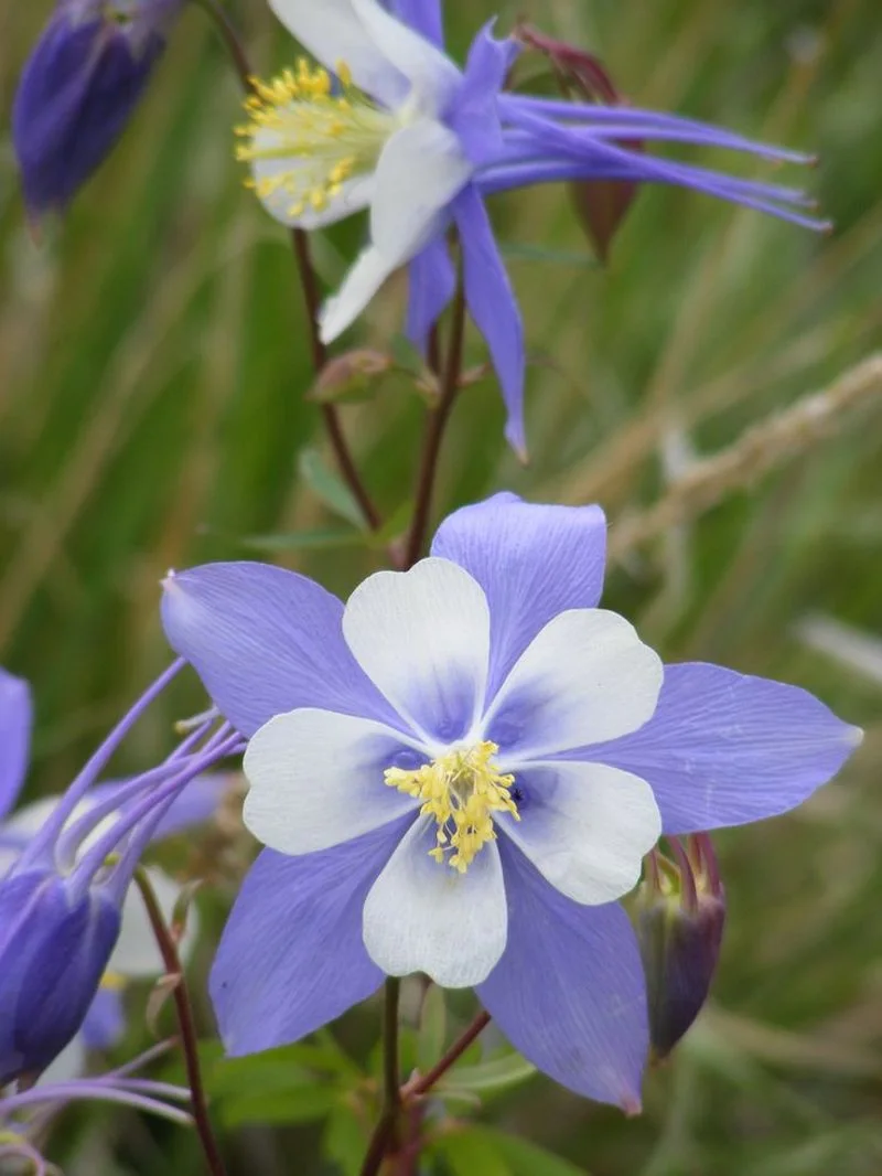 Columbine