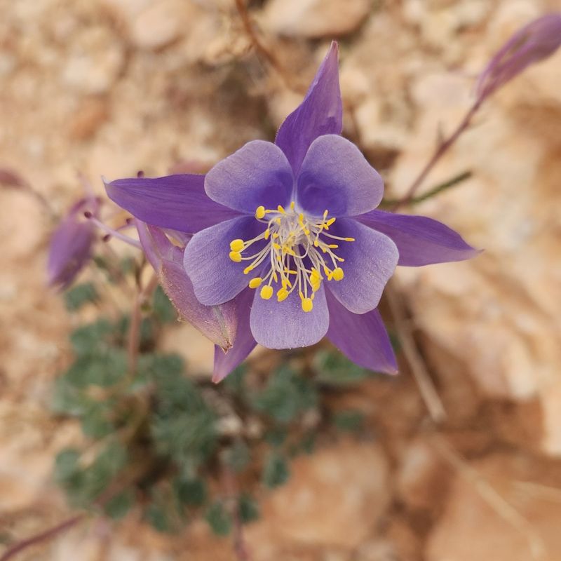 Columbine