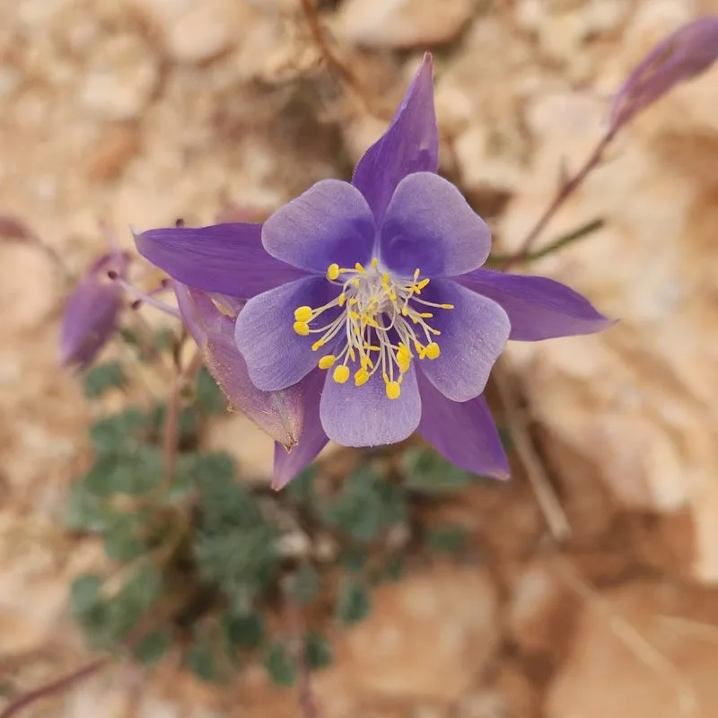 Columbine