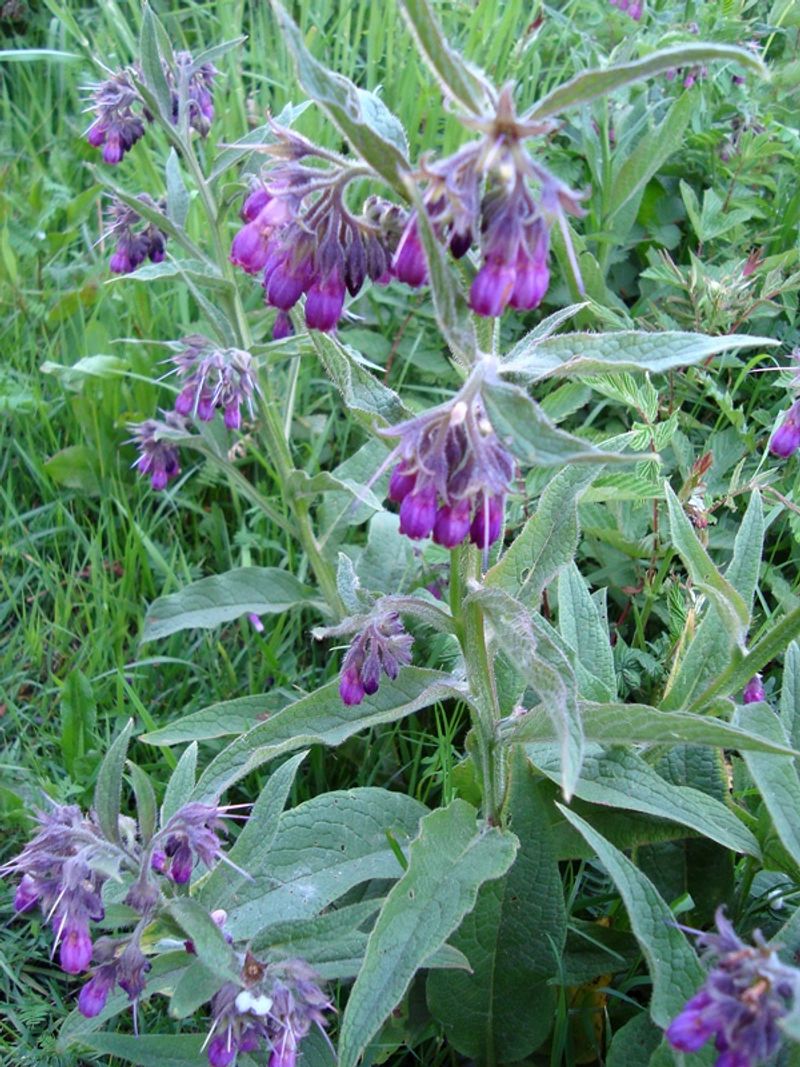 Comfrey
