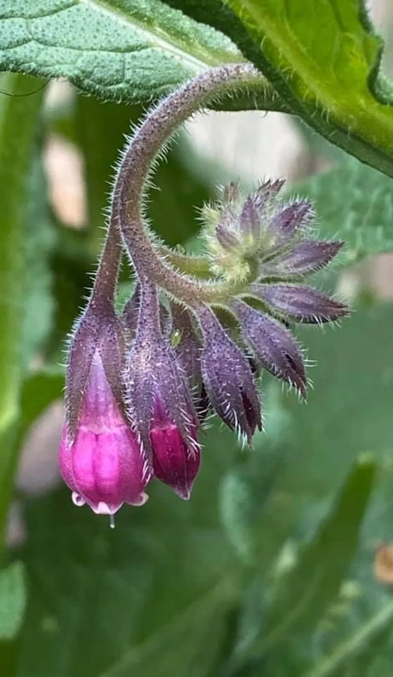 Comfrey