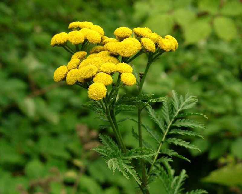 Common Tansy
