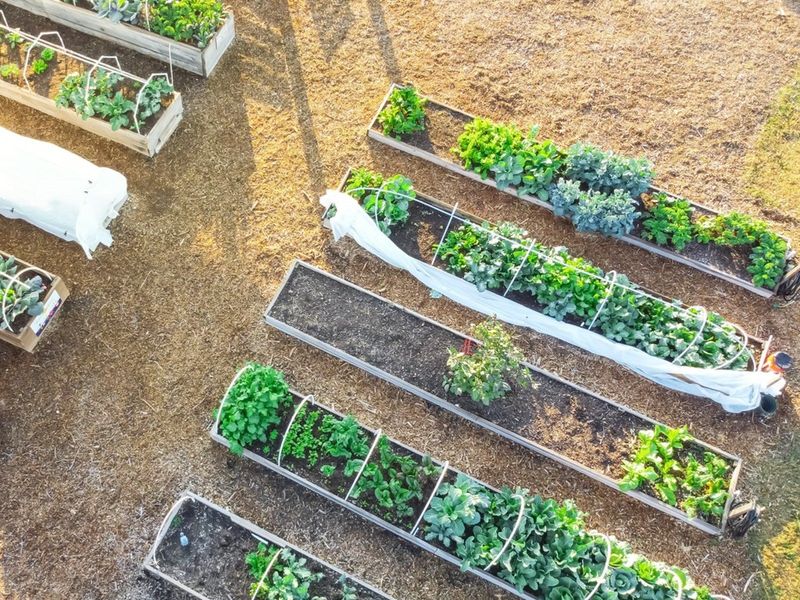 Community Garden Plots