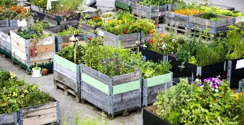 Community Gardens in Suburbs