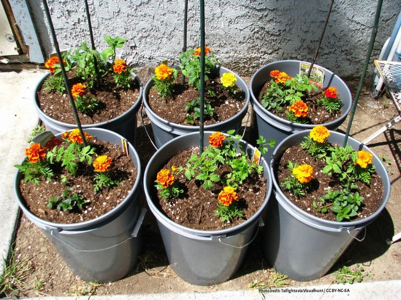 Companion Planting