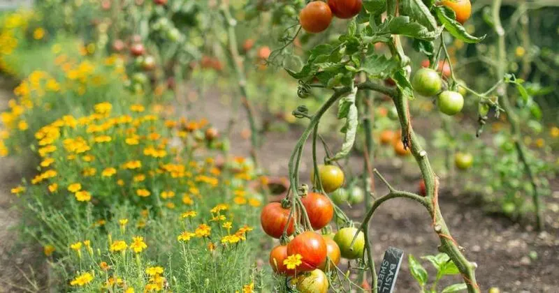 Companion Planting