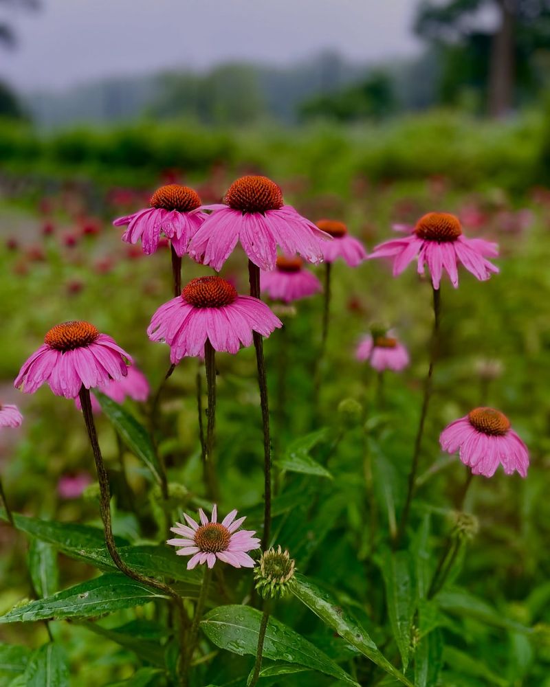 Coneflower