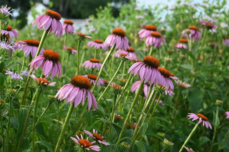 Coneflower