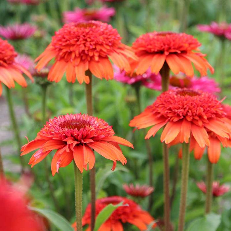 Coneflower