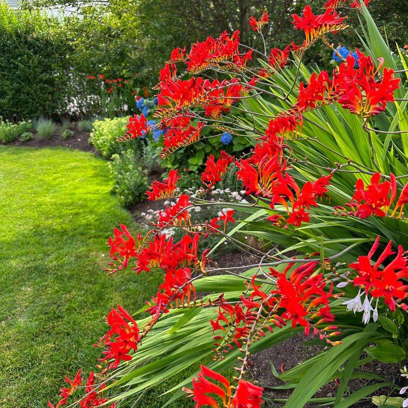 Crocosmia (‘Lucifer’)