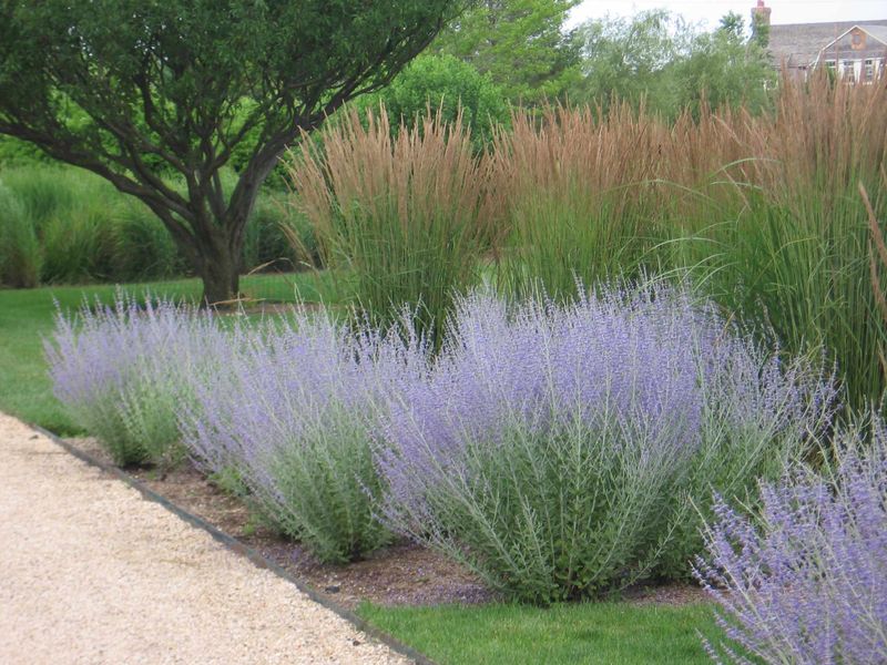 Russian Sage (Perovskia)