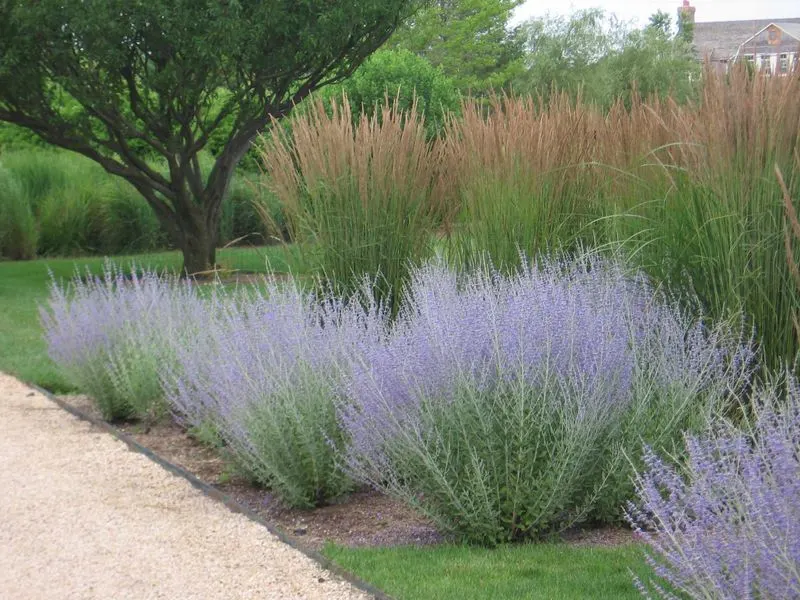 Russian Sage (Perovskia)