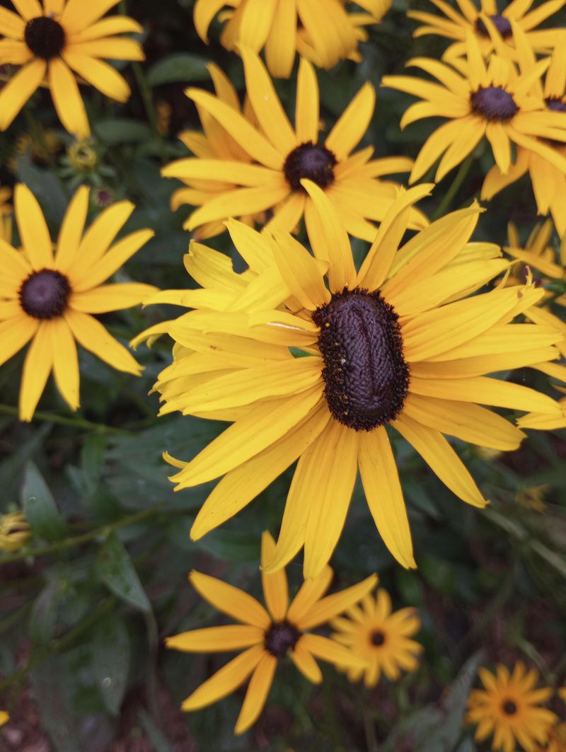 Black-Eyed Susan (Rudbeckia)