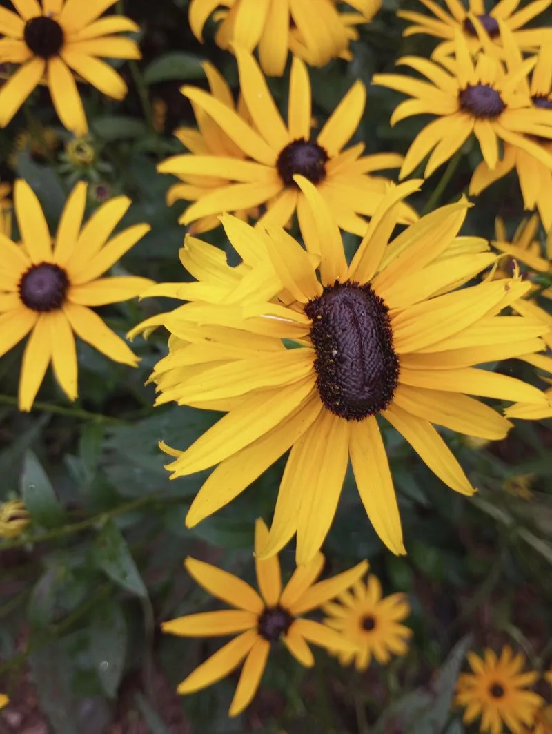 Black-Eyed Susan (Rudbeckia)