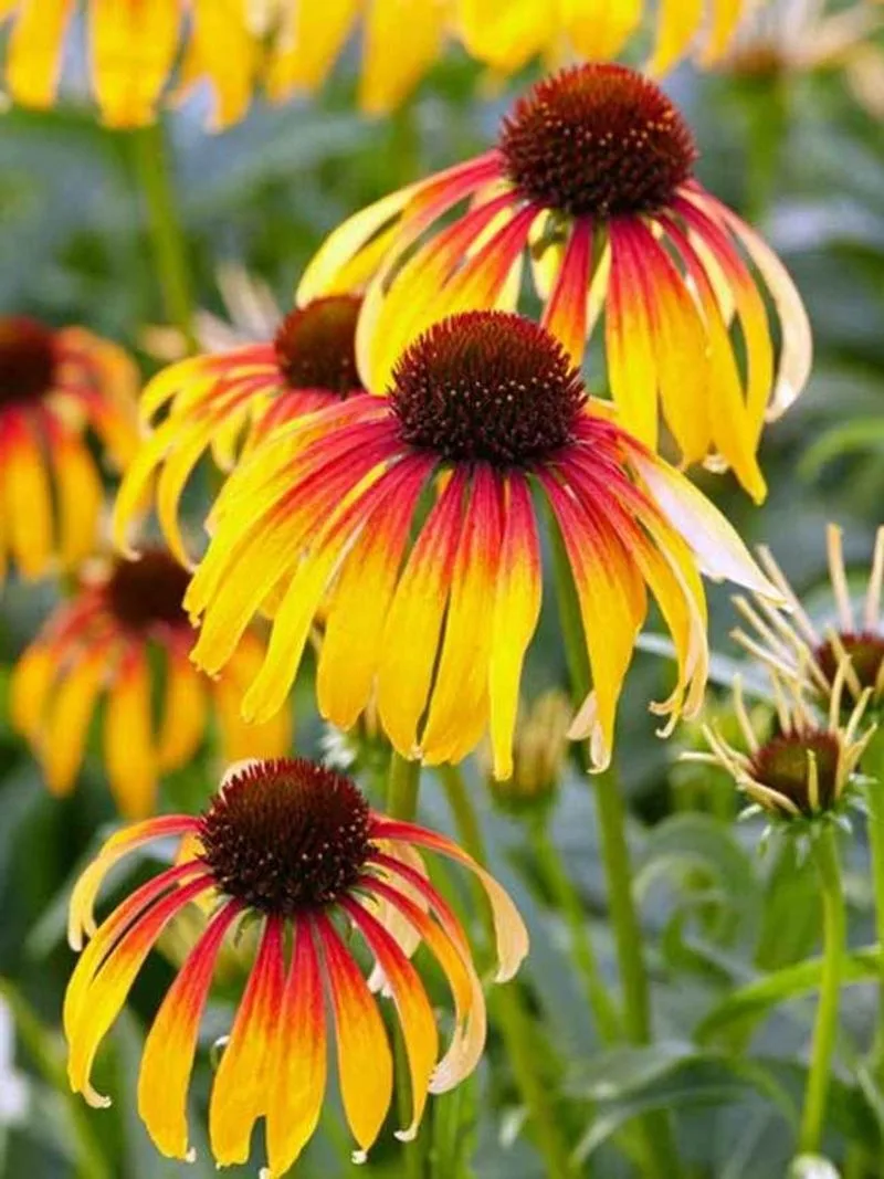 Coneflower (Echinacea)