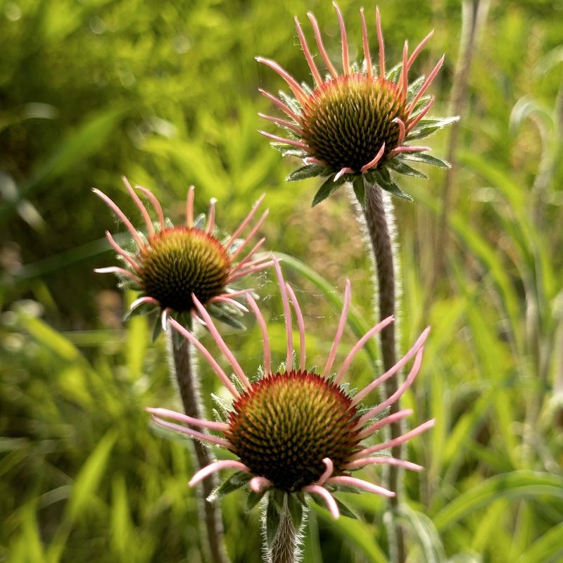 Coneflower (Echinacea pallida)